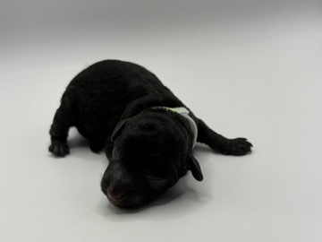 Poodle – Titan-Toy poodle male – Sumter