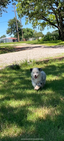Australian Shepherd – Phillips Aussies