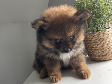 Pomeranian - Girl puppy Pomeranian available for adoption in Taunton