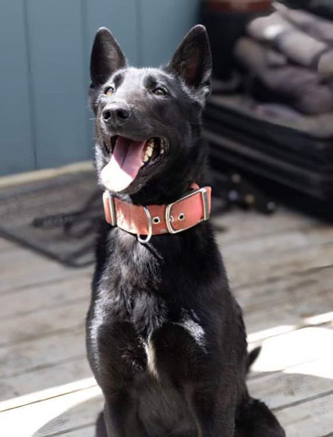 Belgian Shepherd Dog (Malinois) – Belgian malinois