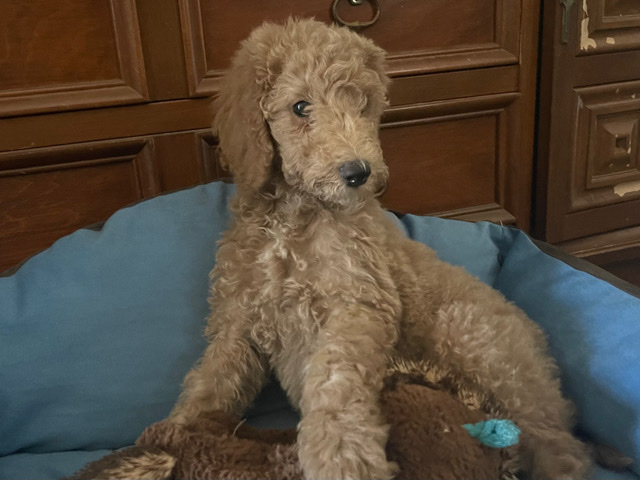 Labrador Retriever – f1b labradoodle