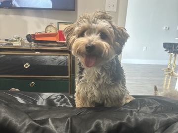 Yorkshire Terrier – Milo, male yorkie/bichon mix – Miramar