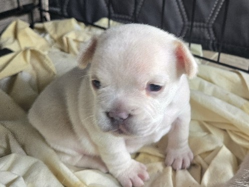 French Bulldog - French bulldog cross with Yorkshire terrier  available for adoption in Rathangan