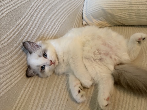 Ragdoll – BiColor Ragdoll – Woodbridge