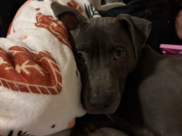 American Pit Bull Terrier – rehoming – Clovis