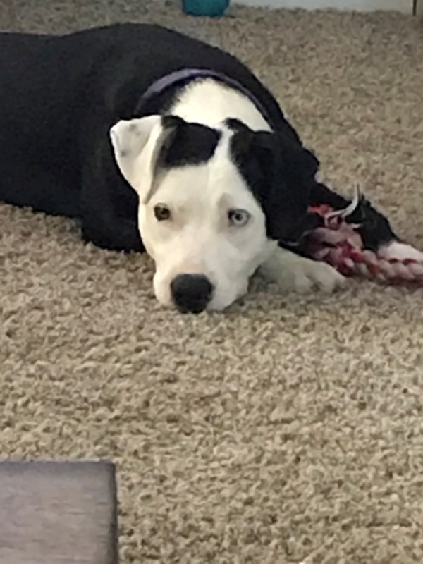 Beagle – Zoie in need of a human companion