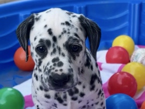 Dalmatian – Pure Dalmatian puppies – Saginaw