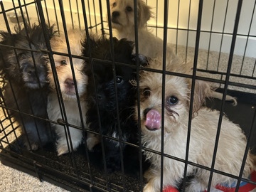 Chihuahua – Rehoming 4 Chipoo Puppies – Winter Park