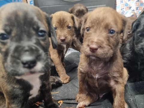 Mixed Breed – We are in London and we Got 14  Rare bread puppies – Shipley