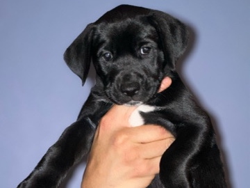 Dalmatian – Dalmatian \Husky puppies – Renton