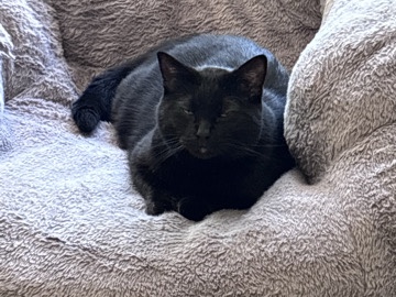 American Shorthair – Loving black cat – Batavia