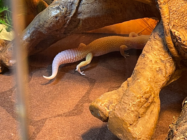 Albino Leapard Gecko