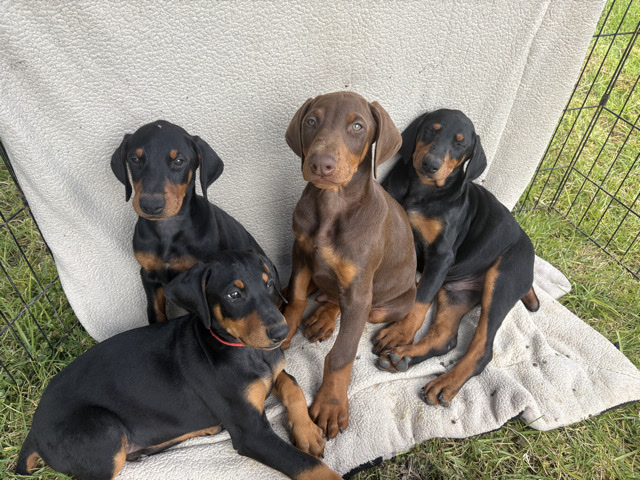 Doberman Pinscher – puppies for sale – Oxnard