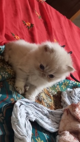 Persian (Modern) – Persian cat