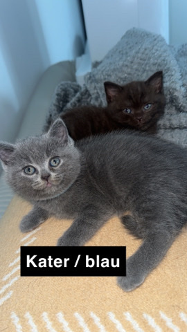 British Shorthair – Bkh Kitten