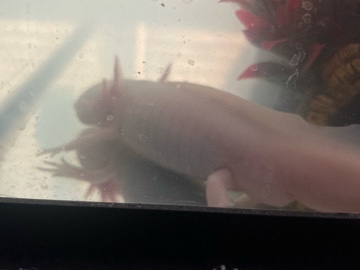 Axolotl - Axolotl (new tank included) available for adoption in Las Vegas
