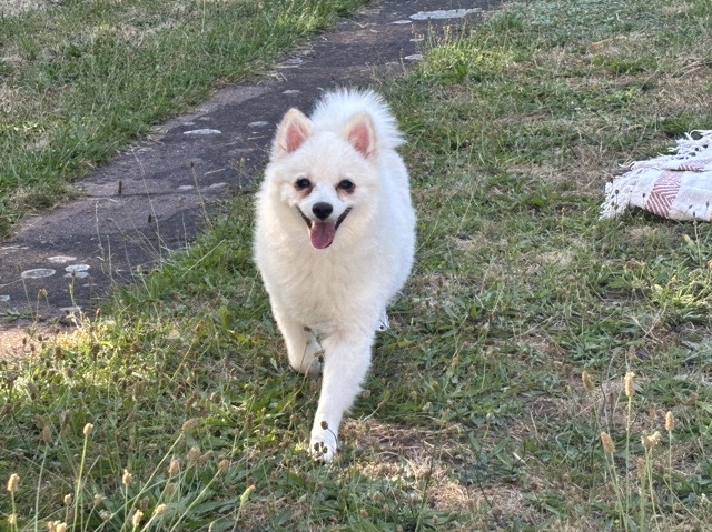 Pomeranian - Zwergspitz  available for adoption in Erbach