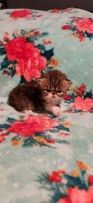 Persian (Traditional) – Flat Faced Persian kitten