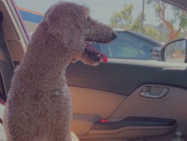 Goldendoodle – golden doodle – Ontario