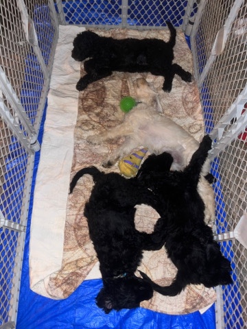 Goldendoodle puppies