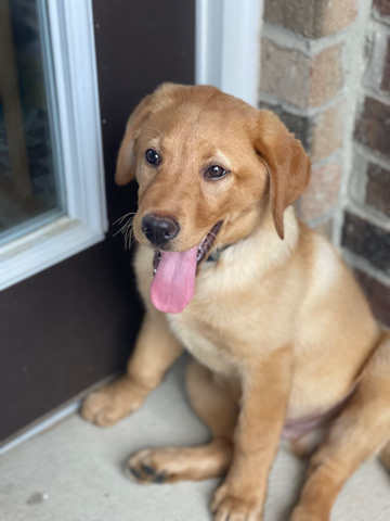 Labrador Retriever – Labrador retriever Pup