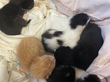 kittens – New York
