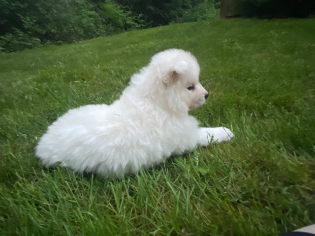 Samoyed – purebred Samoyed Puppies