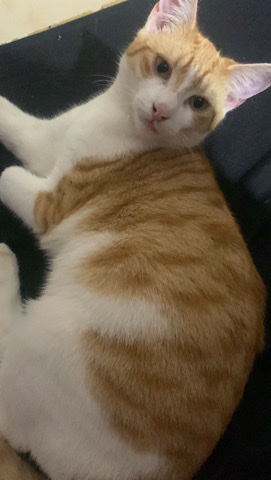 Cat for free