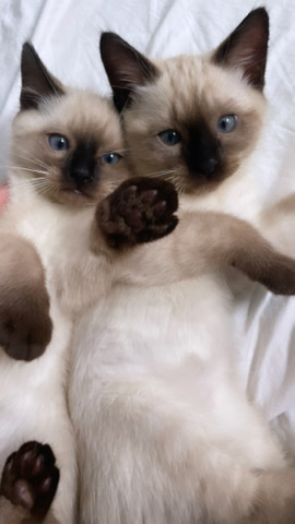 Ragdoll – Ragdoll/siamese