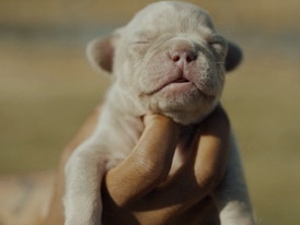 French Bulldog – French Bulldog Puppies – Town and Country