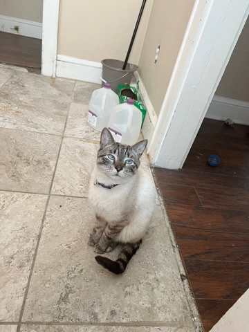 Siamese – Siamese cat for re homing