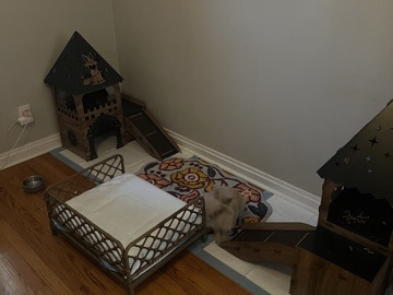 Two Rabbits For FREE