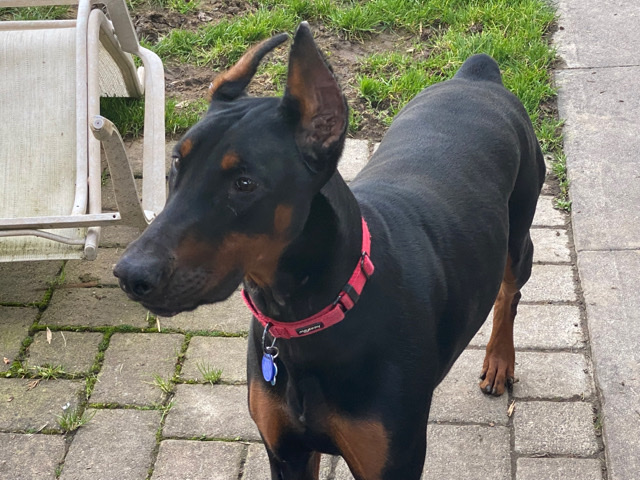 Doberman Pinscher – Doberman