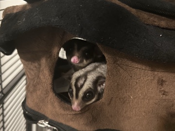 Sugar Glider – sugar gliders – Valdosta