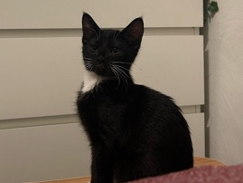 3 kittens! looking for a good home – Monroeville