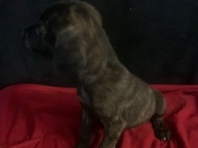 Mastiff - Mastiff Pup  available for adoption in Dallas
