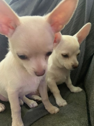 Chihuahua – gorgeous chihuahua BOY puppy