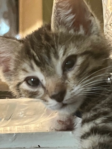 Male kitten