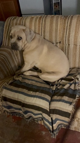 Cane Corso – Bear/cane corso puppy
