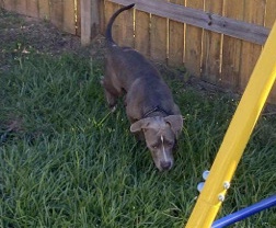 American Pit Bull Terrier – Blue Eye PitBull