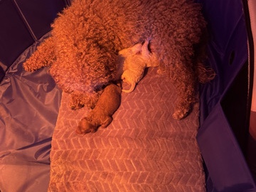 Poodle - Toy/Mini poodles  available for adoption in Lowell