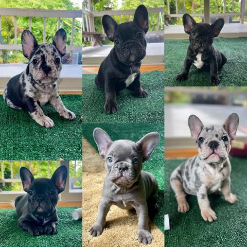 French Bulldog – Available Puppies
