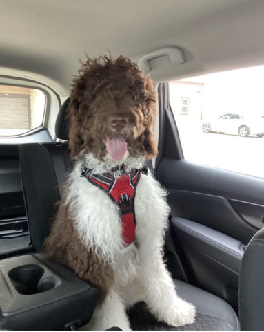 Poodle – Sunny the Goldendoodle