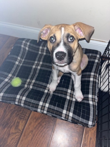 selling dogs