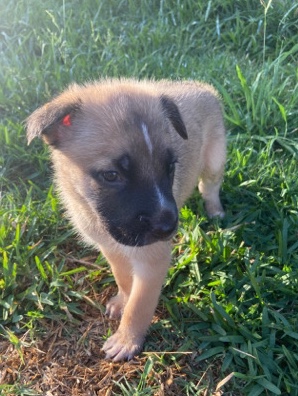 Belgian Shepherd Dog (Malinois) – Svea