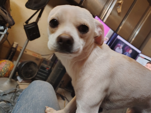 Chihuahua – Chihuahua Mix In Need of New Home – Redding