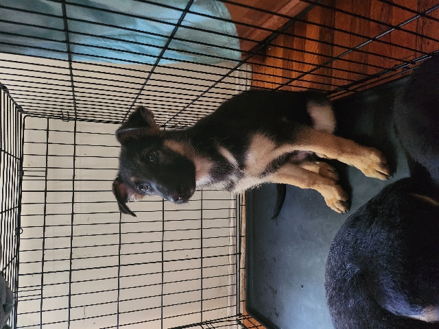 German Shepherd – German shepherd puppie sale