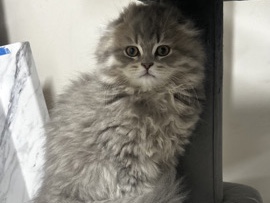 Scottish Fold – Scottish fold kitten longhair RH – Auburn