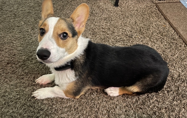 Cardigan Welsh Corgi – Corgi