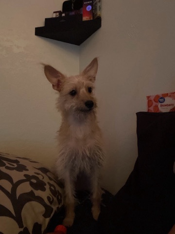 Chihuahua – Chihuahua